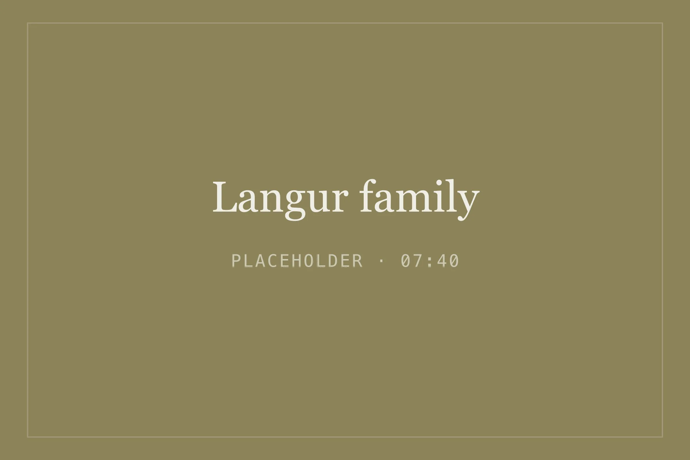 Placeholder image for langur family